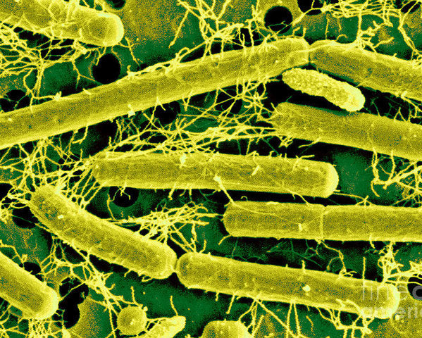 Хорошие бактерии Lactobacillus acidophillus